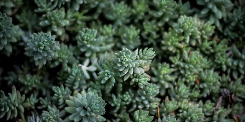 成都得成眼科医院角膜移植技术详解：板层与穿透性移植的适应症选择