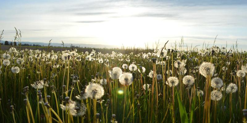 成都眼科医院干眼症综合治疗指南：从睑板腺按摩到强脉冲光（IPL）新疗法